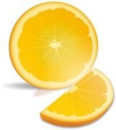 Orange Slice Drawing