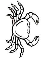 Crab Coloring Pages Printable drawing