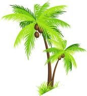 Palm Tree With Coconuts PNG Clipart Picture