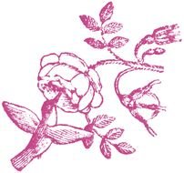 Hummingbird Rose drawing