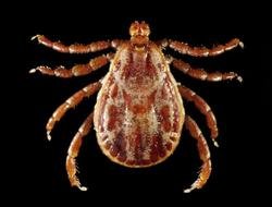 Dermacentor Andersoni Rocky Mountain Wood Tick