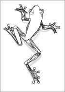 Tree Frog pencil Drawing