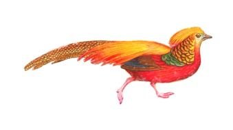Colorful Bird Feather drawing