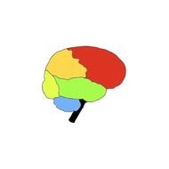 Brain Lobe Diagram Blank