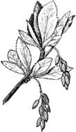drawn barberry branch