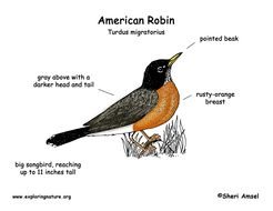American Robin Drawing