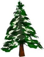 green spruce as illustration