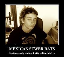 Mexican Sewer Rat