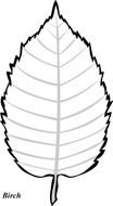 Birch Leaf, black and white Template