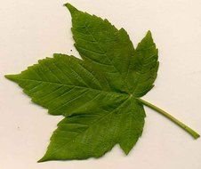 Sycamore Tree Leaves