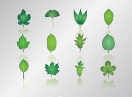 Leaf Vector Clip Art drawing