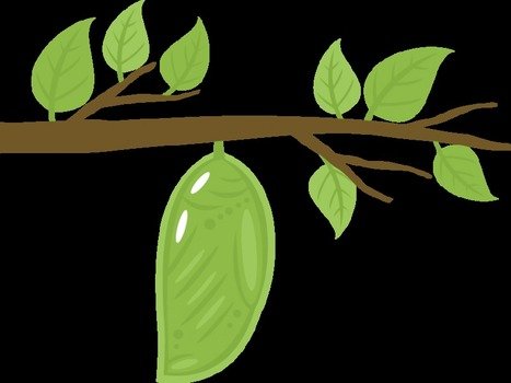 Cacoon green drawing free image download