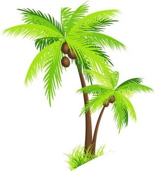 Palm Tree With Coconuts PNG Clipart Picture