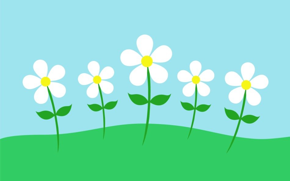clipart of the white flowers