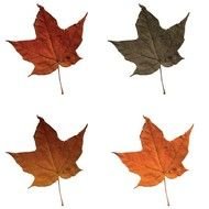 Fall Leaves Clip Art N81
