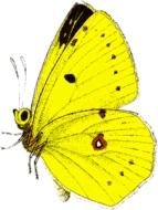 Yellow Butterfly Clip Art N10
