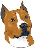 Pit Bull Head drawing