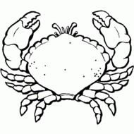 Dibujos Para Colorear Animales Marinos 1