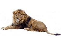 Lion as a Clip Art