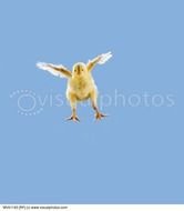 Baby Chickens Flying