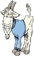 goat in a blue sweater