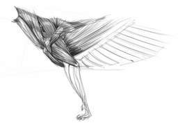 Black and white drawing with the muscles clipart
