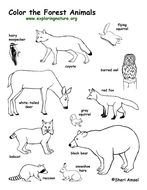 Forest Animal Printable Coloring Pages