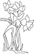 clipart of the Daffodils Flowers