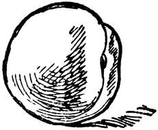 Black and white drawing of the peach clipart