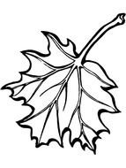 Related Pictures Leaf Identification Guide Temperate Coniferous