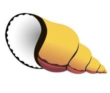 Sea Shell Clip Art N36