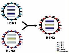 Antigenic Shift