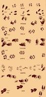 set of wild Animal Tracks