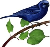 Blue Bird Clip Art N46
