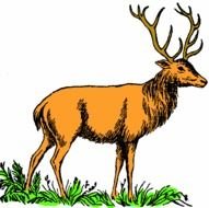 Arthurs Color Mammal Clip Art Page 2