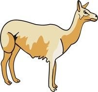 Llama Coloring Pages N2