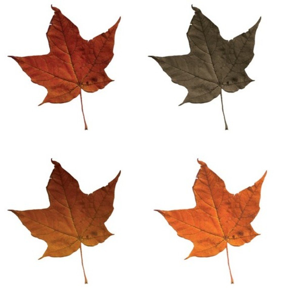 Fall Leaves Clip Art N81