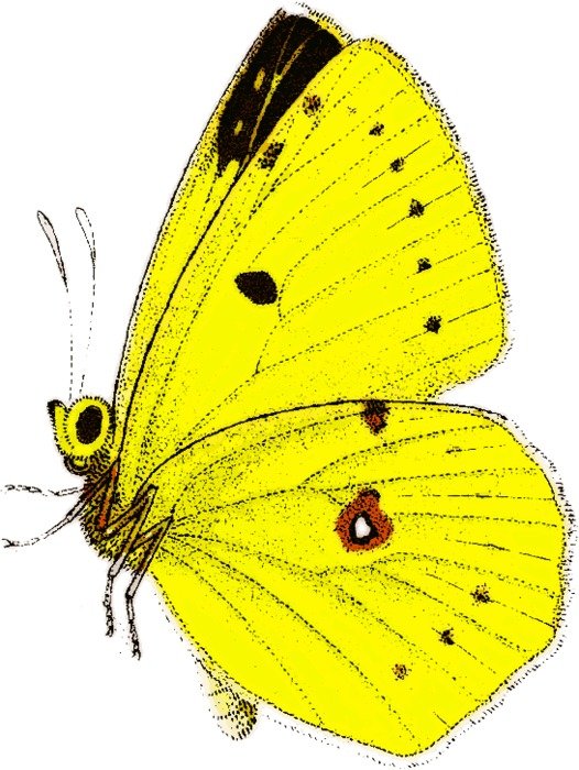 Yellow Butterfly Clip Art N10