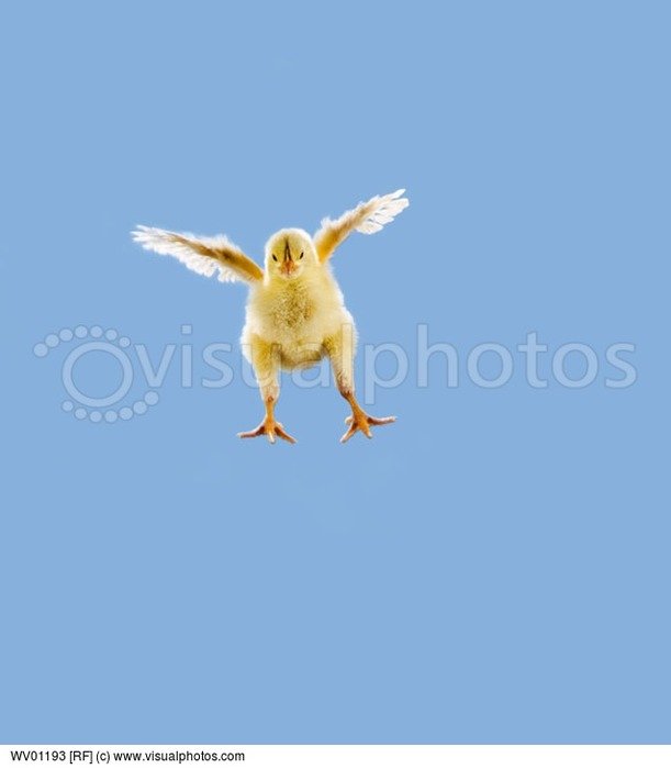 Baby Chickens Flying