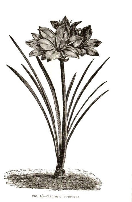 drawn Amaryllidaceae