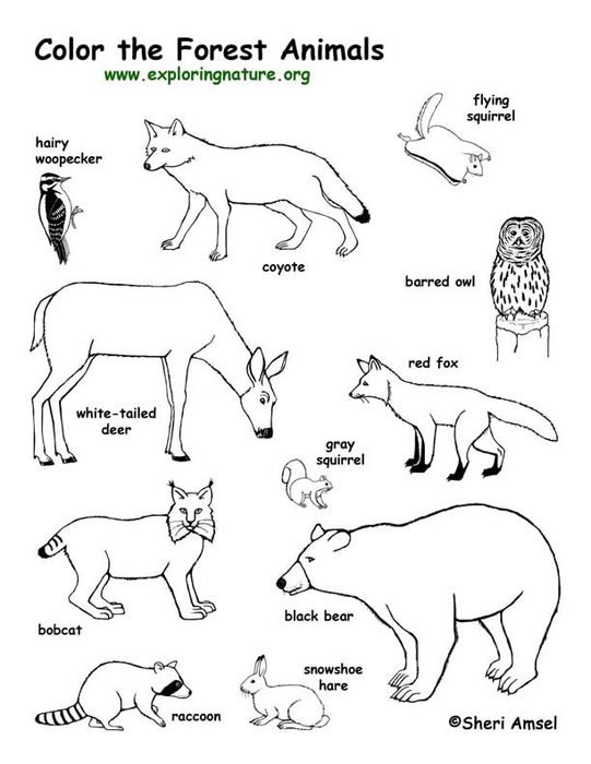 Forest Animal Printable Coloring Pages