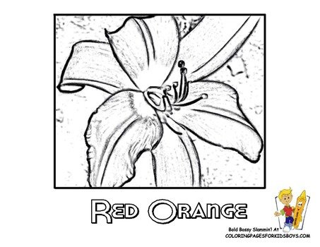 Tiger Lily Flower Coloring Pages