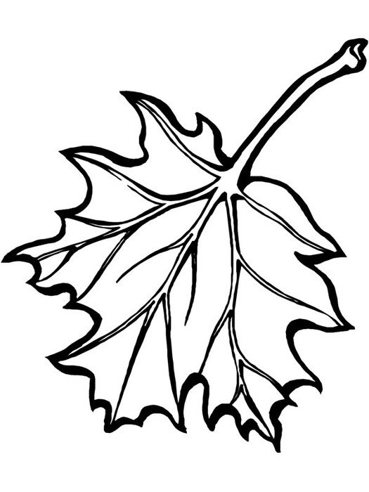Related Pictures Leaf Identification Guide Temperate Coniferous