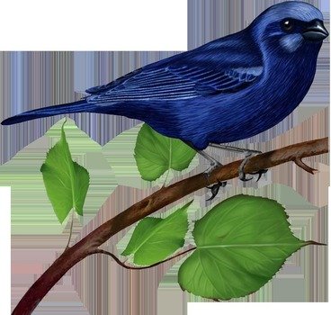 Blue Bird Clip Art N46