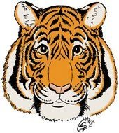 drawn portrait of a tiger