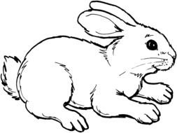 Cute Bunny, baby Rabbit, Coloring Page