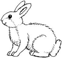 black and white picture of a hare