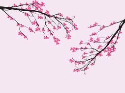 Colorful deawing of the cherry blossoming flowers clipart