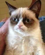 Grumpy Cat Czyli Zrz 281dliwy Kot Tard