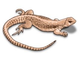Lizard Clip Art N23